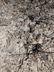 Lophophora williamsii