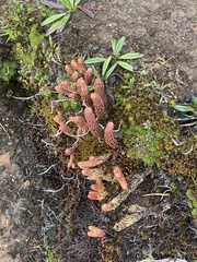 Phlegmariurus crassus