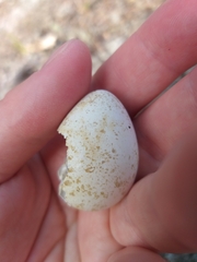Alauda arvensis