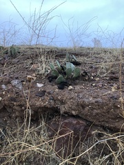 Opuntia basilaris brachyclada