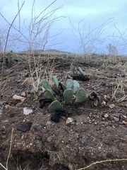 Opuntia basilaris brachyclada