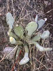 Opuntia basilaris brachyclada