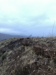 Opuntia basilaris brachyclada