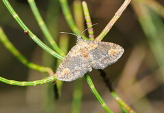 Pasiphilodes testulata