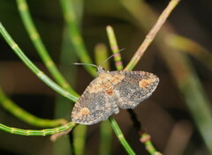 Pasiphilodes testulata