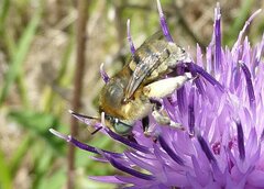 Anthophora bimaculata