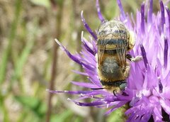 Anthophora bimaculata