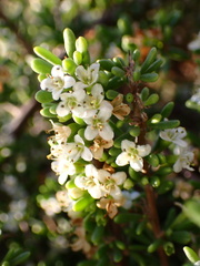 Lycium californicum