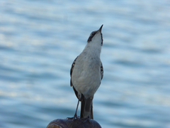 Mimus parvulus