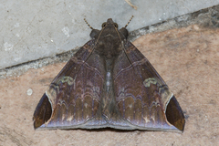 Pindara illibata
