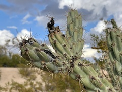 Cylindropuntia acanthocarpa