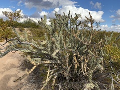 Cylindropuntia acanthocarpa