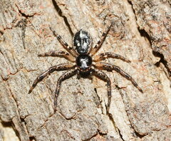 Tharpyna campestrata