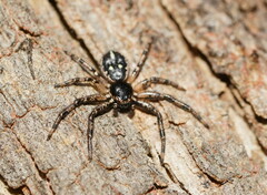 Tharpyna campestrata