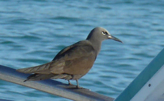 Anous stolidus galapagensis