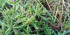 Delosperma herbeum