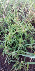 Delosperma herbeum