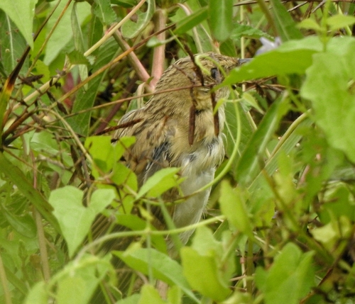 Bristled Grassbird (Schoenicola striatus), photo 9