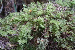 Hymenophyllaceae