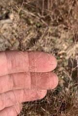 Muhlenbergia microsperma