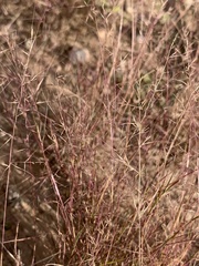 Muhlenbergia microsperma
