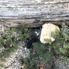 Coelocnemis dilaticollis