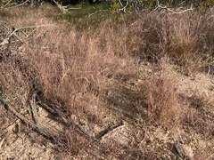 Muhlenbergia microsperma