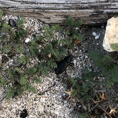 Coelocnemis dilaticollis