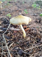 Bolbitius variicolor