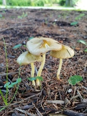 Bolbitius variicolor