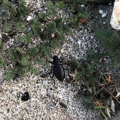 Coelocnemis dilaticollis