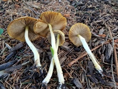 Bolbitius variicolor