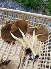 Bolbitius variicolor