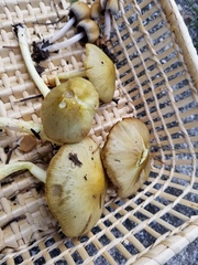 Bolbitius variicolor