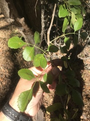 Fraxinus dipetala