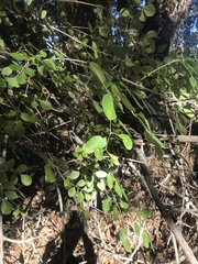 Fraxinus dipetala