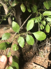 Fraxinus dipetala