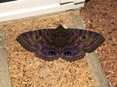 Speiredonia spectans