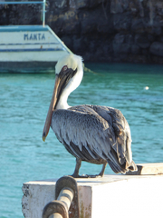Pelecanus occidentalis urinator