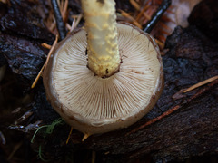 Pholiota velaglutinosa