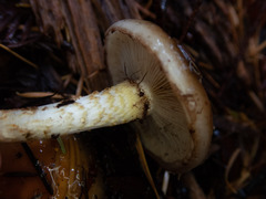 Pholiota velaglutinosa
