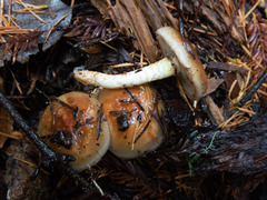 Pholiota velaglutinosa