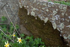 Homalothecium sericeum