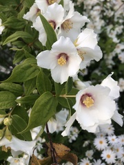 Philadelphus × lemoinei