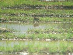 Gallinago gallinago