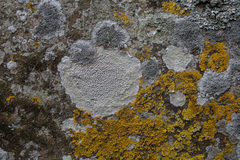 Xanthoria aureola