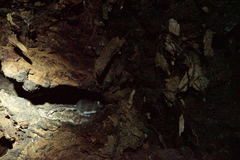 Peromyscus californicus