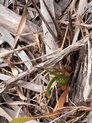 Phaulacridium vittatum