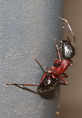Camponotus innexus