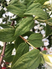 Philadelphus × lemoinei